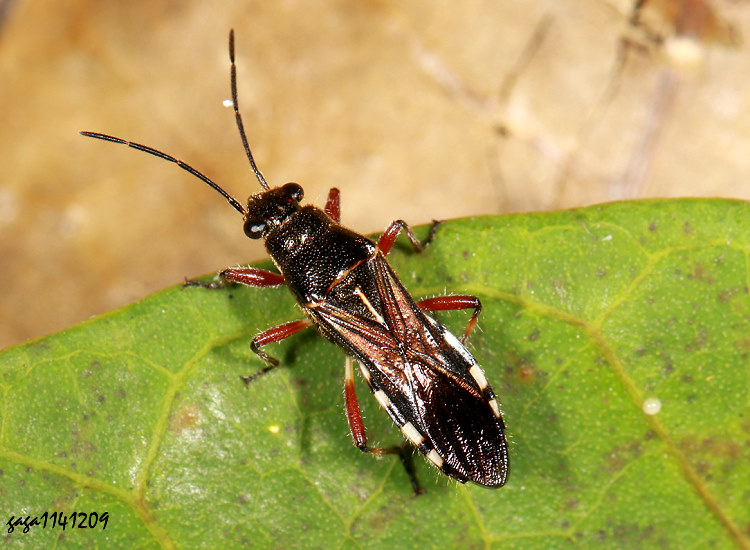 �x�������� Nerthus taivanicus