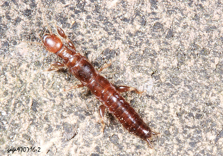 ���Y���������� Oligotoma humbertiana 