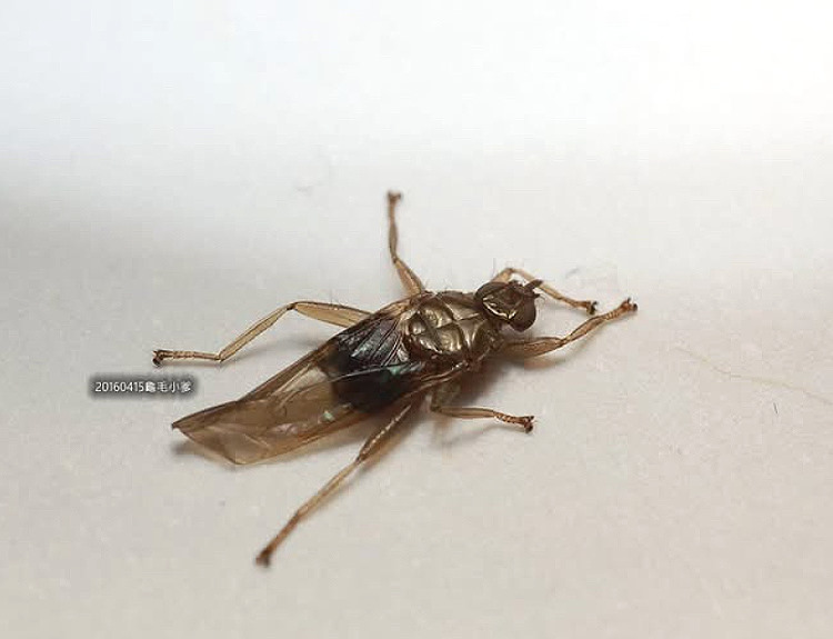 �a�F���� Pseudolynchus canariensis