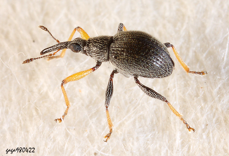   針嘴象鼻蟲 Flavopodapion gilvipes