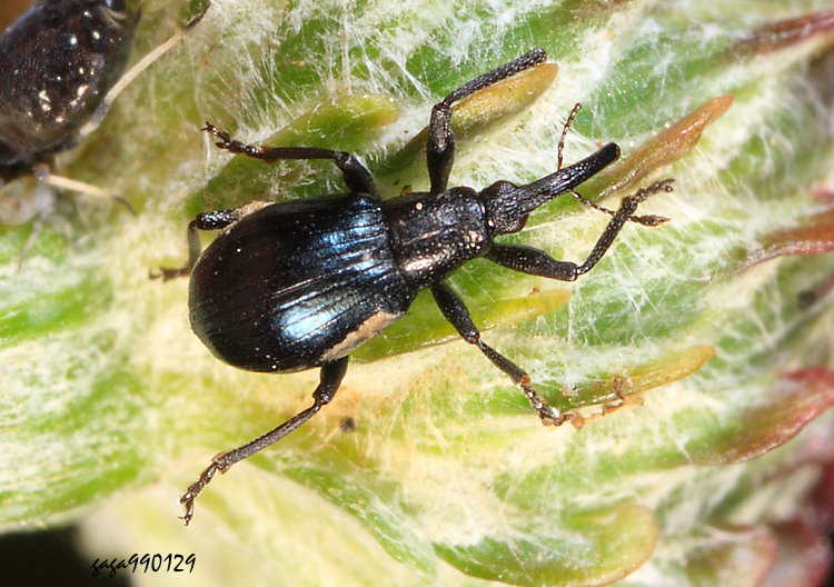 �w�L�H���� Piezotrachelus japonicus 