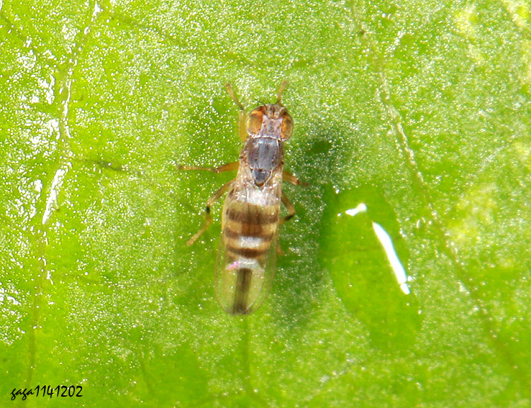 Stenomicra fascipennis