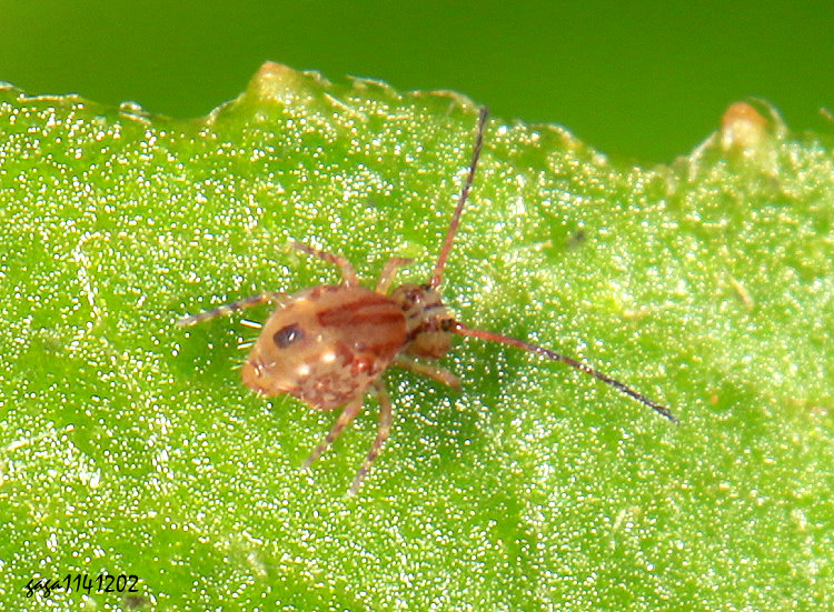  ������� Ptenothrix sp.