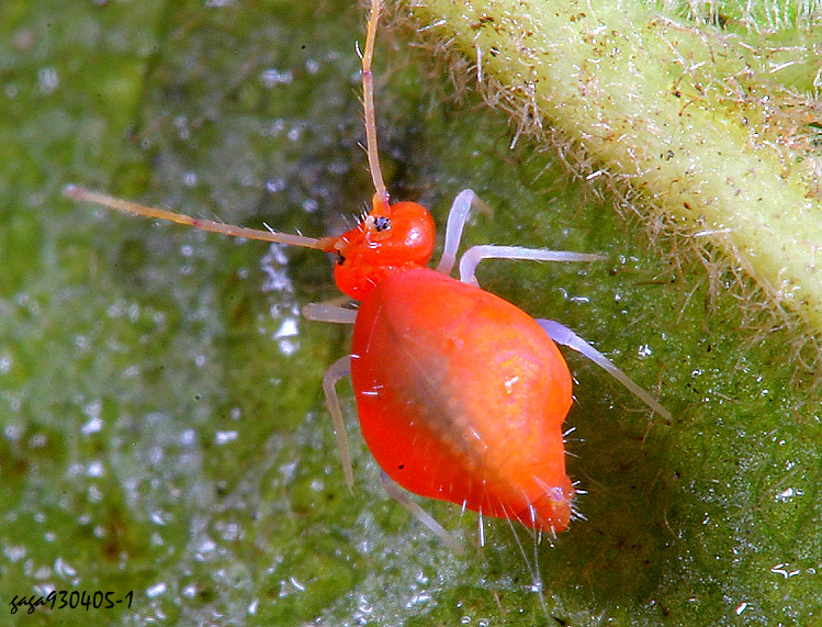 偽圓跳蟲 Ptenothrix monochroma 