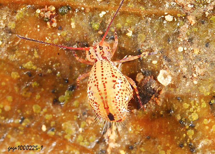 �O�W������� Ptenothrix taiwanensis 