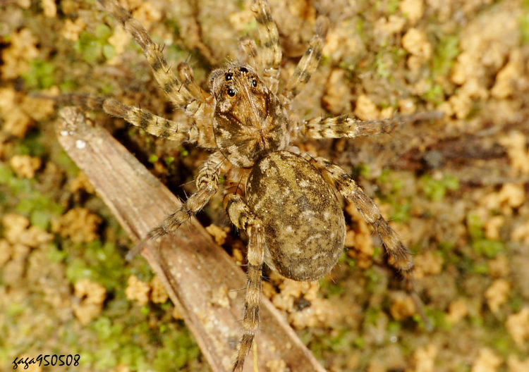 �w�𺵵� Arctosa truncata 