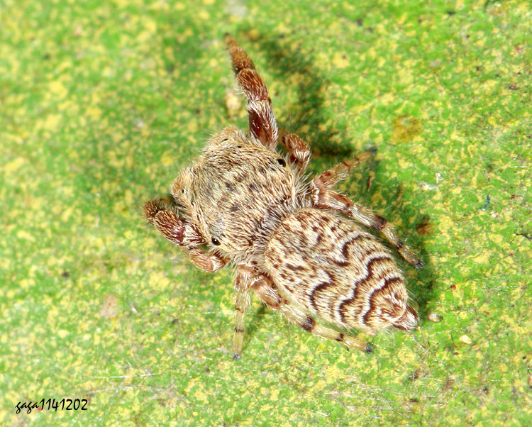 �������Ǫ�(��) 