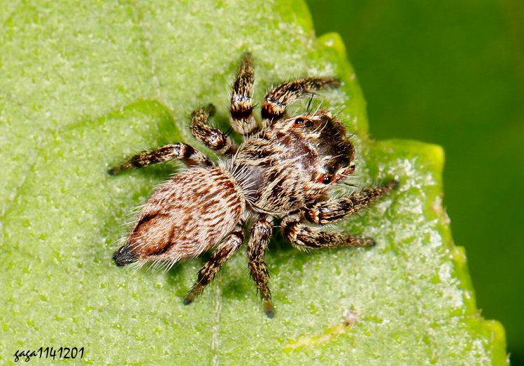 ��a�y�� Evarcha flavocincta