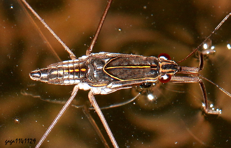 �x�W�A�I���� Limnogonus hungerfordi 