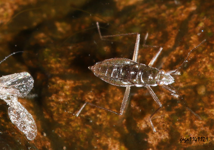 ������� Mesovelia horvathi