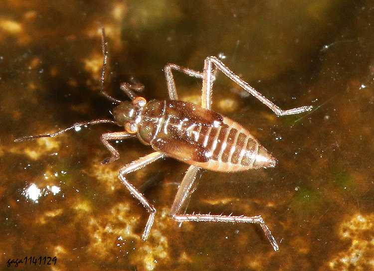 ������� Mesovelia horvathi