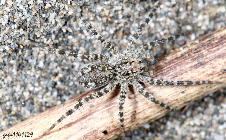 �\���� Pardosa sp. 