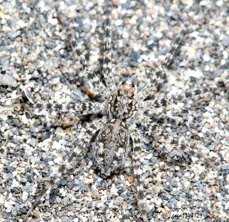 �\���� Pardosa sp. 