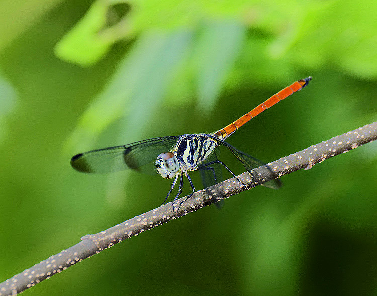 �����f�� Lathrecista asiatica asiatica