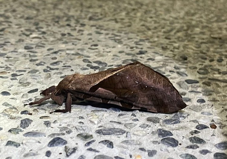 �j�ä󽻸� Endoclita davidi