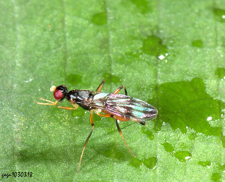 �j���� Strongylophthalmyia  sp.
