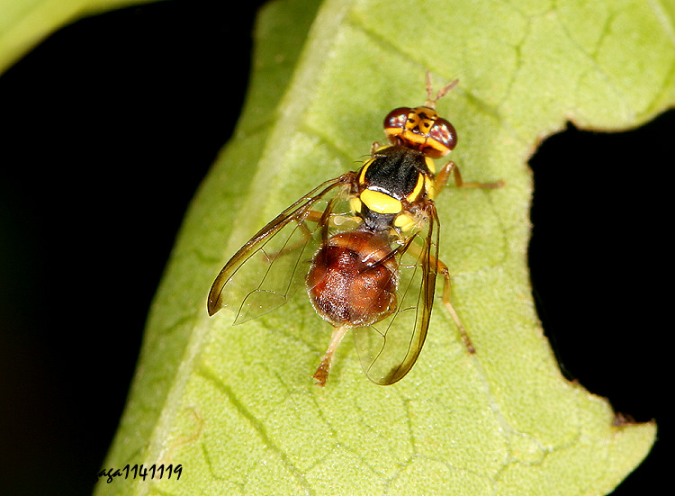  Bactrocera latifrons
