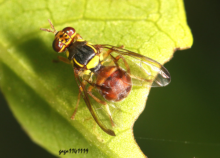 �Tä������ Bactrocera latifrons