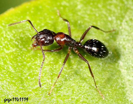 �F�ʥ��s��   