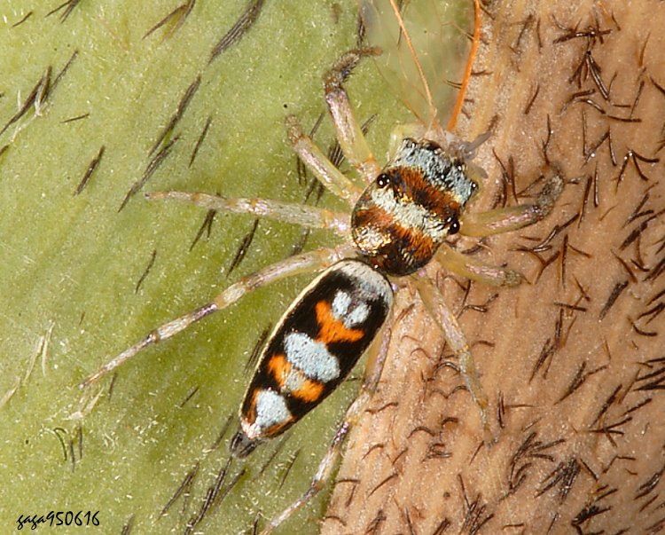 球斑馬蛛 Zebraplatys bulbus