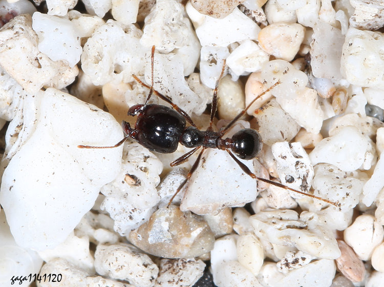 ���������� Carebara  sp. 