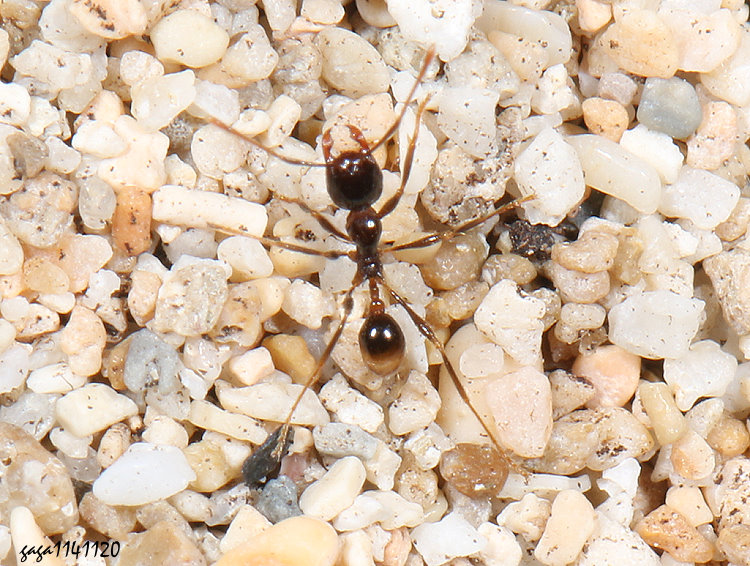 ��a���� Carebara  sp. 