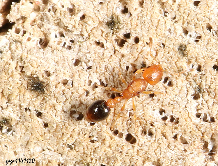 �Ƕ¤ߵ��� Cardiocondyla obscurior