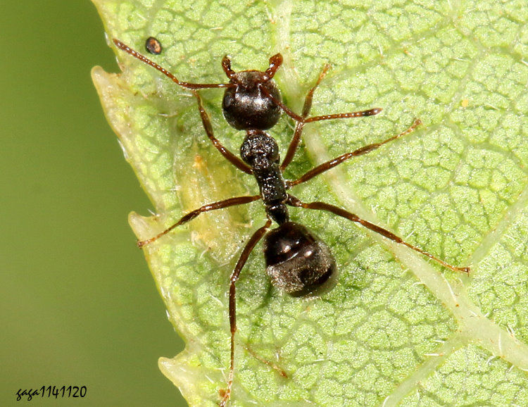 �Яݯ[����&nbsp;Dolichoderus thoracicus