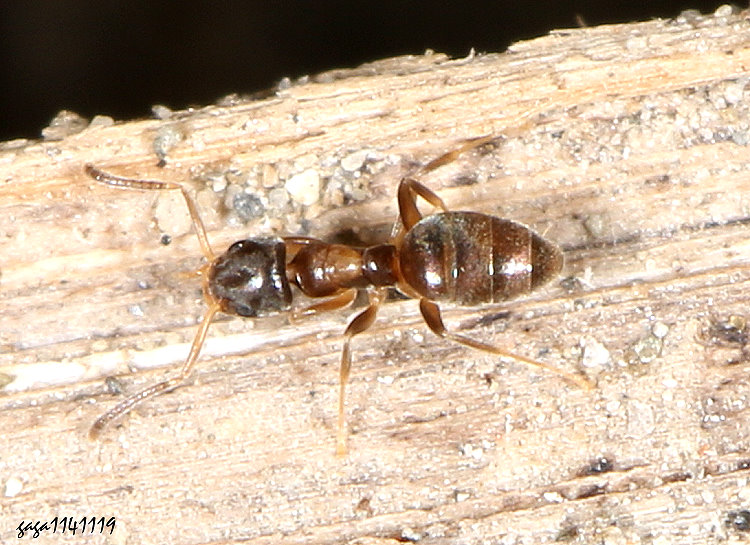 �W�[������ Tapinoma &nbsp;sp.