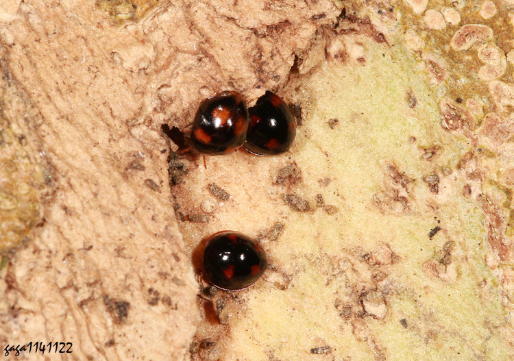 �O�W�A�]�� Sticholotis taiwanensis