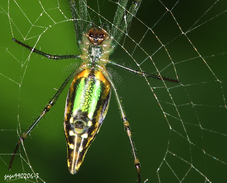 Leucauge decorata 