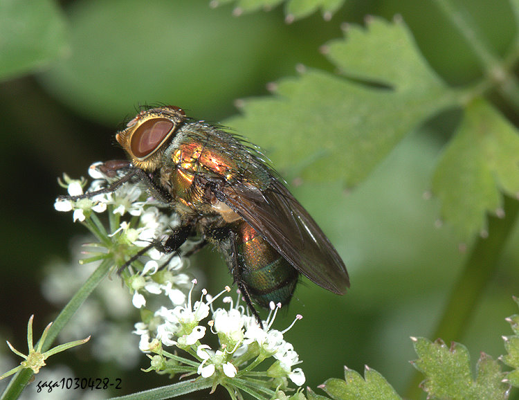 �x�W���m�� Isomyia electa 