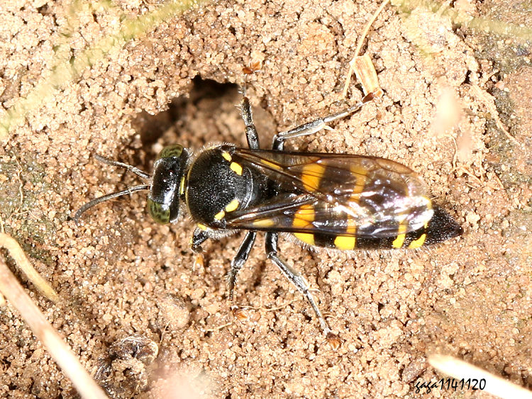 沙大唇泥蜂屬 Bembecinus  sp.
