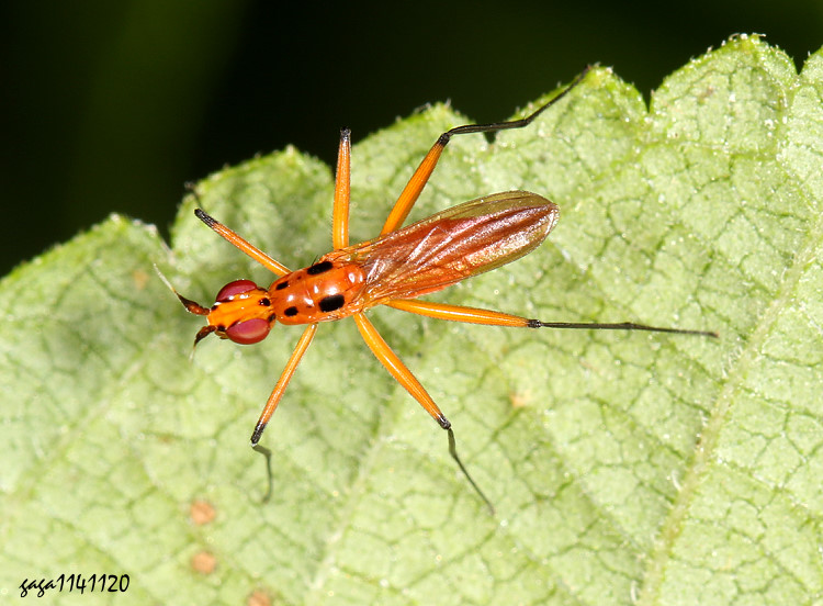 �Q�����}�� Telostylus decemnotatus