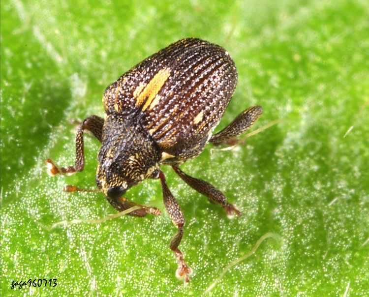 龜象亞科  Ceutorhynchinae