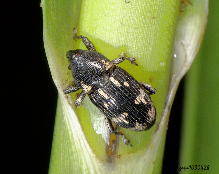 HȬ Anthinobaris sp.