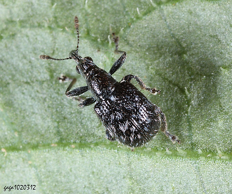  H    Mecorhis pilositessellata