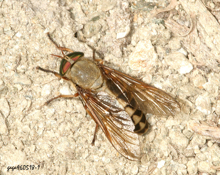 j Tabanus  sp.  