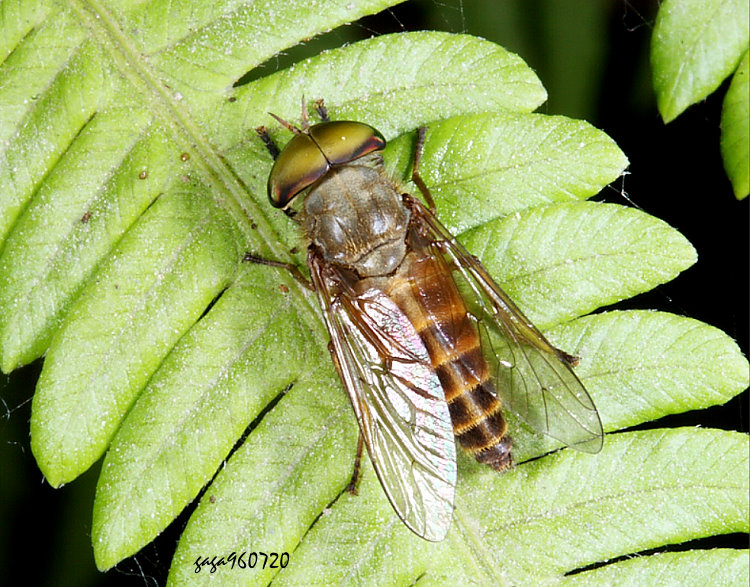 ݥj Hirosia iyoensis