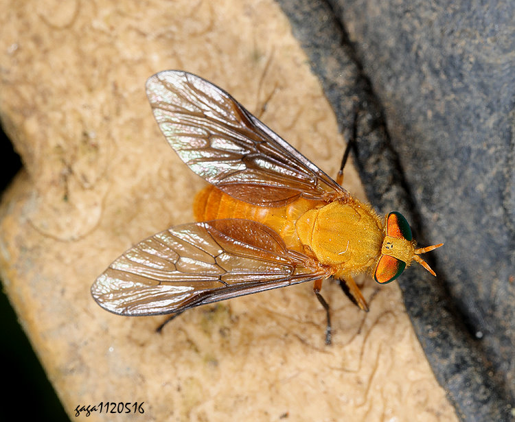 素木姬虻 Silvius shirakii