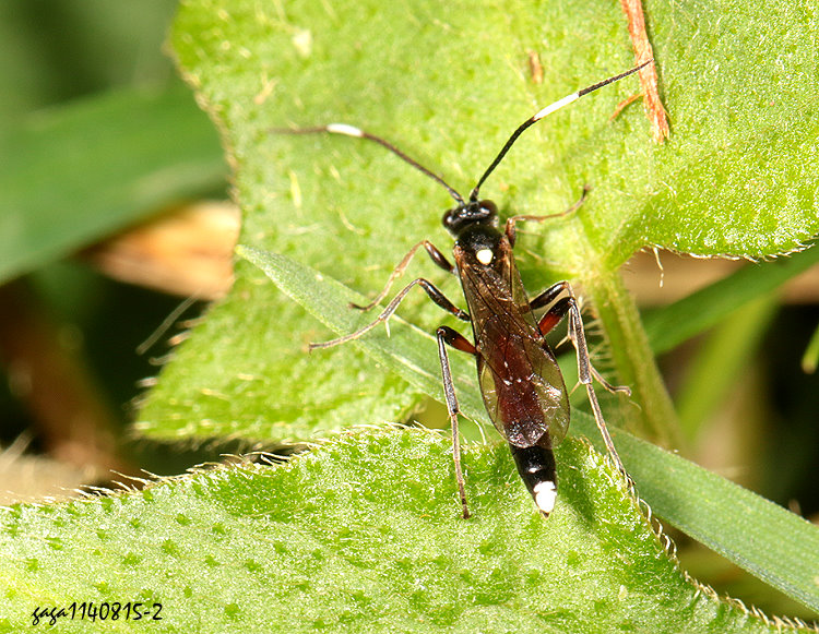 _aլPV Vulgichneumon diminutus 
