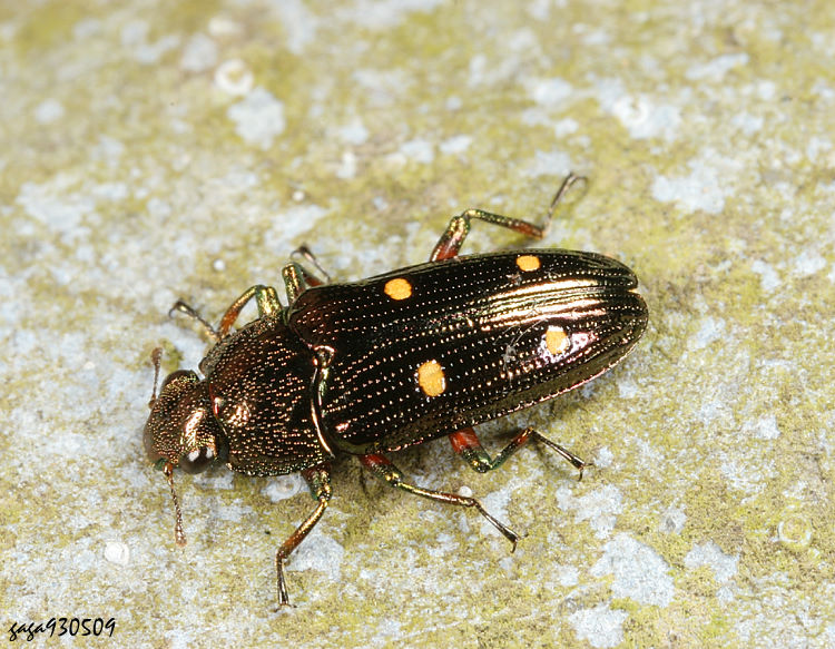 jl Neohelota guttata