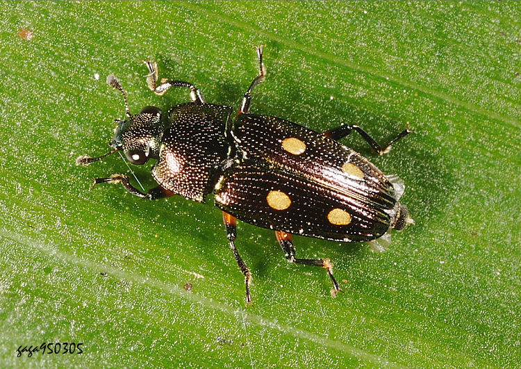 sajl Neohelota montana