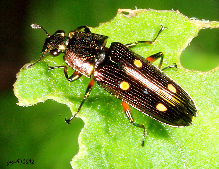 jl Neohelota helleri