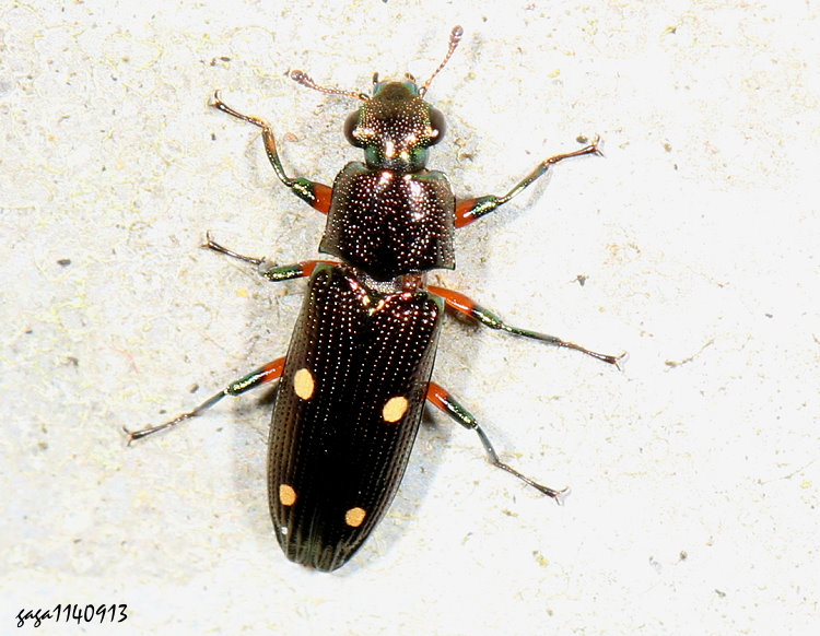 OWjl Neohelota pusilla