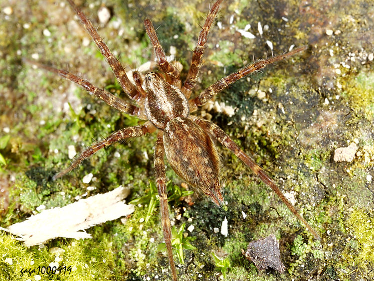 華麗漏斗蛛 Allagelena opulenta