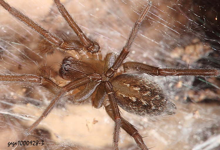  Lycosoides  sp.