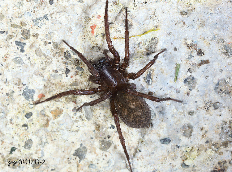 臺灣副隙蛛 Pireneitega taiwanensis 