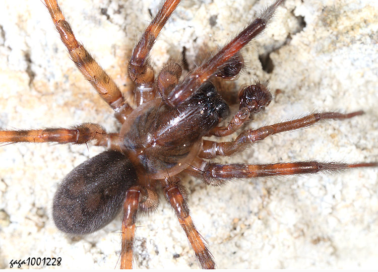 臺灣副隙蛛 Pireneitega taiwanensis 