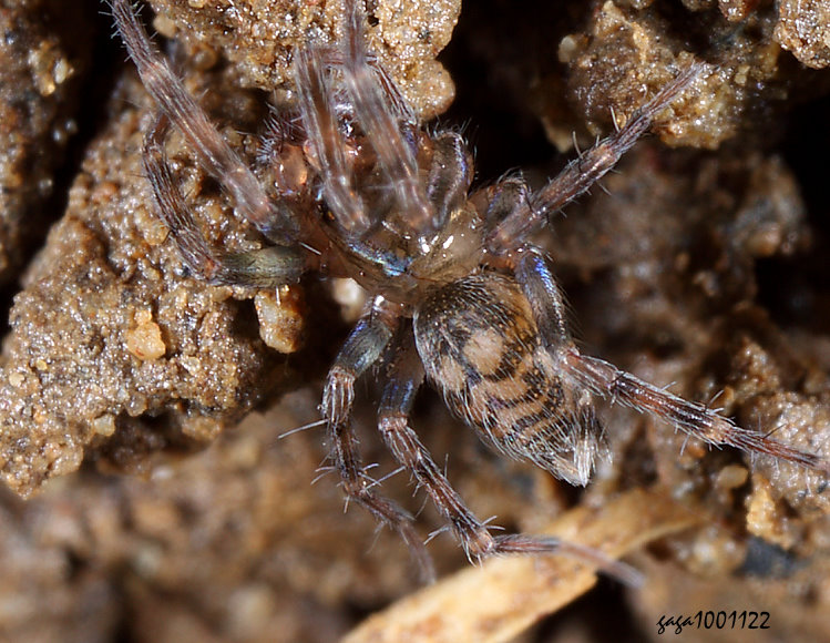 е Hahnia corticicola 